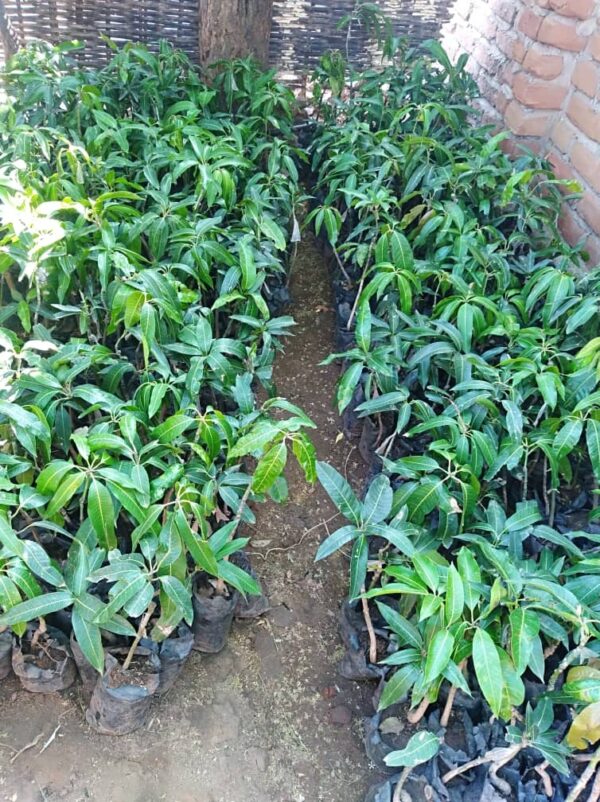 Mangobaum